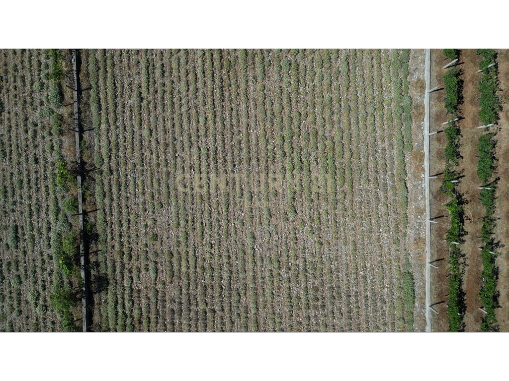 Tokë për Shitje në Koplik, Malesi e Madhe- 18€ | 2500 m²