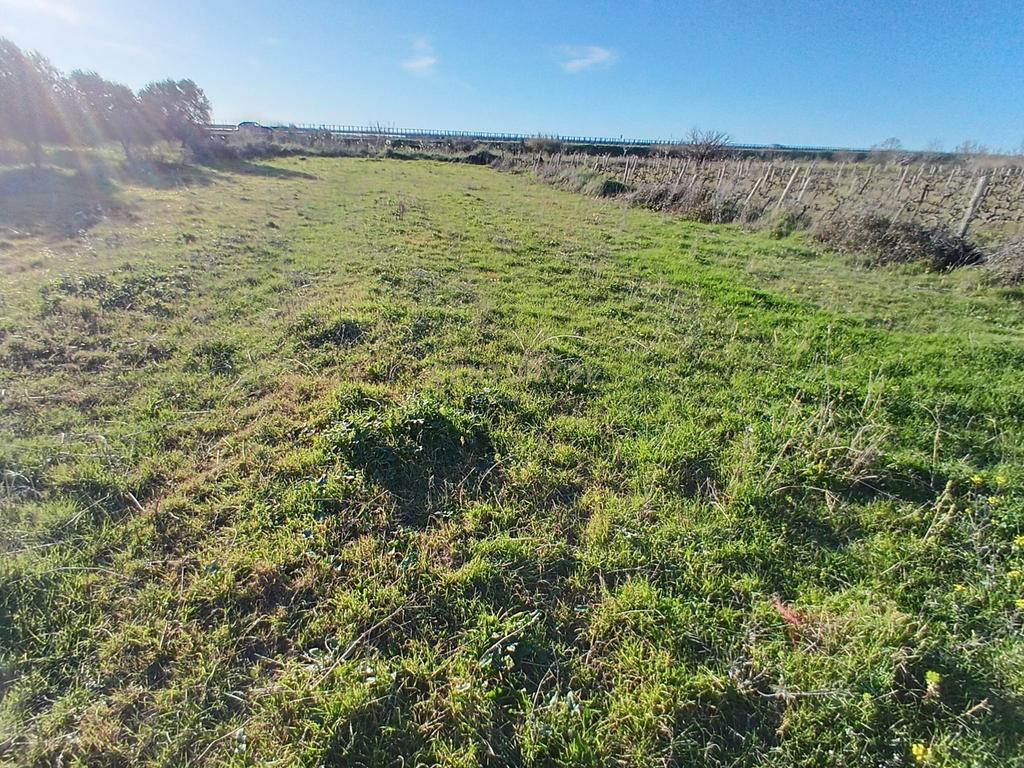 SHITET  1000 M² – TOKË NË "PANAJA"