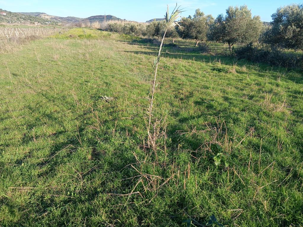 SHITET  1000 M² – TOKË NË "PANAJA"