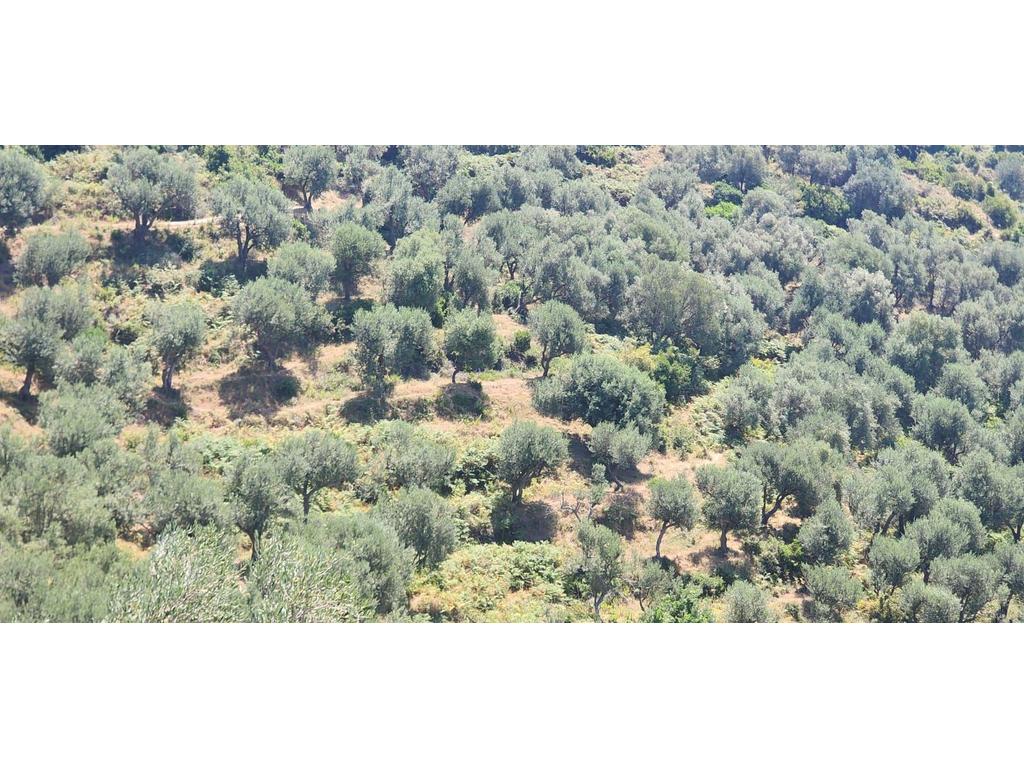 LUKOVE, SHESIM TOKE